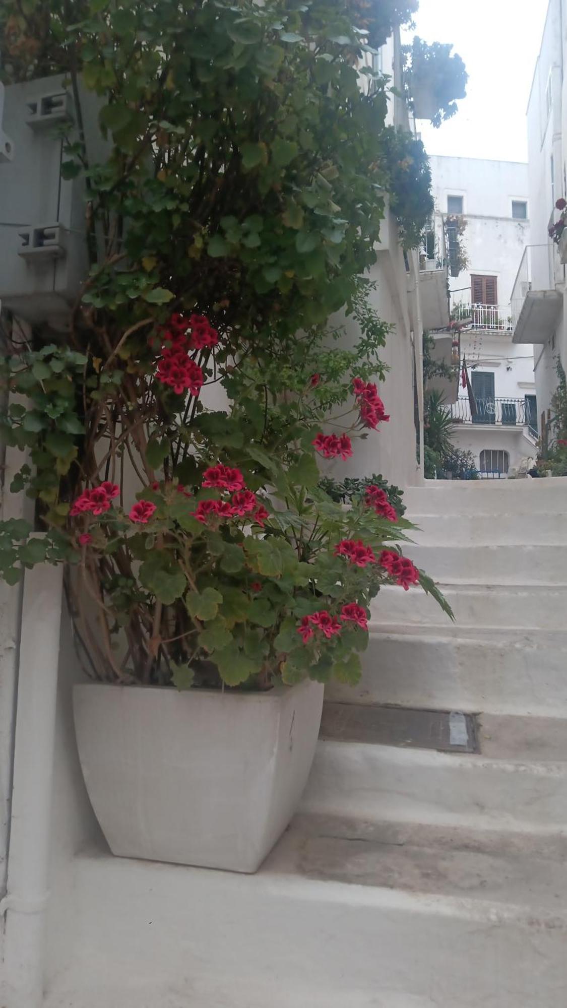 Hotel La Chicca Di C.Cavour Ostuni Exteriér fotografie